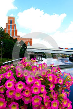 Flowers on the Grand River