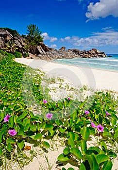 Flowers on grande Anse beach in the seychelles