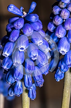 Flowers of Grape Hyacinth