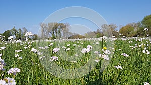 Flowers in the grasland