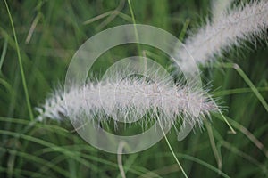 Flowers grass