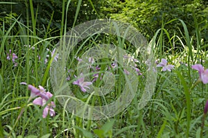 Flowers in the grass