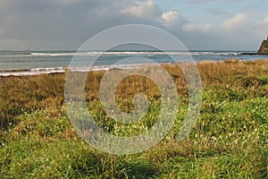 Flowers and grass on beach