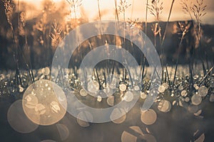 Flowers grass and bokeh background