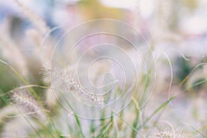 Flowers and grass in defocus, blurred background