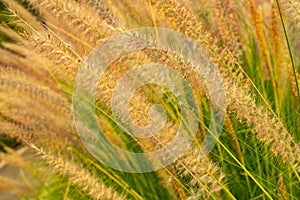 The flowers of the grass in the garden during the warm light