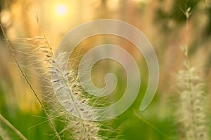 The flowers of the grass in the garden during the warm light with the sun shining from the back, copy space