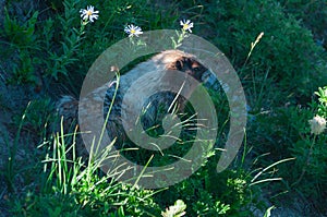 Flowers, grass and marmot