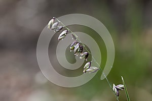 Flowers of the grass Melica picta