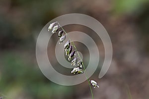 Flowers of the grass Melica picta