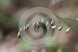 Flowers of the grass Melica picta