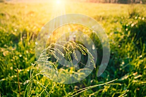 Flowers and grass in the morning sunshine in a meadow covered with dew drops