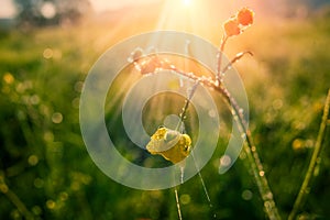 Flowers and grass in the morning sunshine in a meadow covered with dew drops