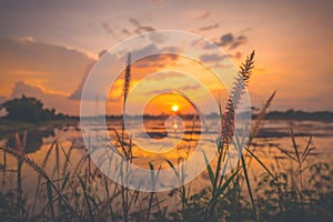 The Flowers grass near farm field harvest.landscape scene of sunrise sunset over a farm field after harvest. Sun breaks through