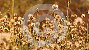 Flowers of grass and orange color of sunlight