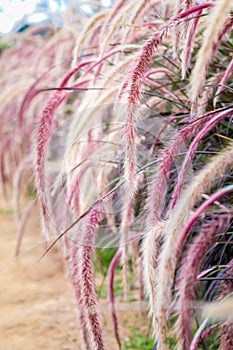 Flowers grass on the roadside in the evening sunshine