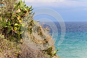 Flowers and grass on rocks above the medierranean sea photo
