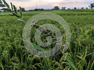 Flowers from grass with the scientific name Echinochloa crus-galli photo