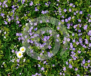 Detail of a spring meadow with small blue flowers photo