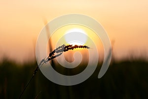 Flowers of grass and sunlight