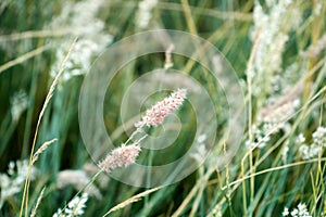 the flowers and the grass are waving in the wind.