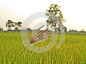 Flowers grass on the way