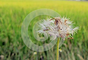 Flowers grass on the way