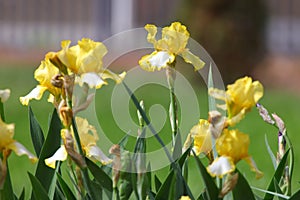 Flowers in grassy field