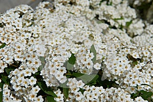 Flowers Gray Spirea plants are hardy, deciduous-leaved shrubs