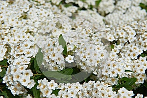 Flowers Gray Spirea plants are hardy, deciduous-leaved shrubs
