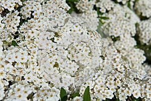 Flowers Gray Spirea plants are hardy, deciduous-leaved shrubs