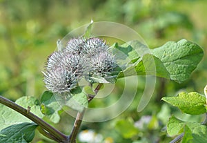 Flowers of Great Burdock (Arctium lappa)