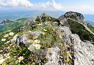 The flowers on the Great Rozsutec hill