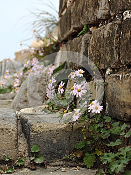 Flowers on The Great Wall