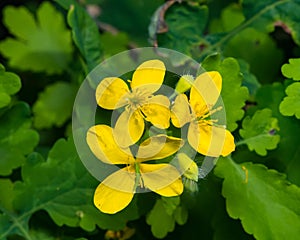 Flowers of greater celandine or tetterwort, Chelidonium majus, macro, selective focus, shallow DOF