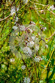 Flowers of a greater dodder, Cuscuta europaea, a parasitic plant from Europe