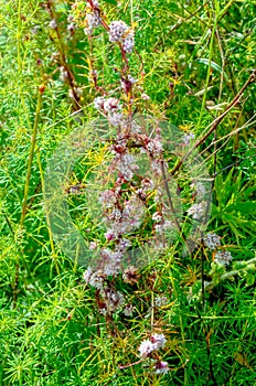 Flowers of a greater dodder, Cuscuta europaea, a parasitic plant from Europe