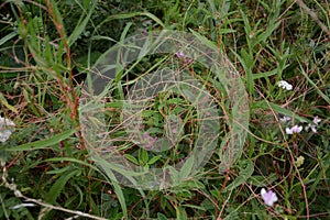 Flowers of a greater dodder, Cuscuta europaea, a parasitic plant from Europe