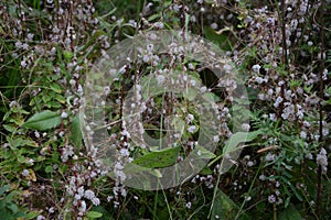 Flowers of a greater dodder, Cuscuta europaea, a parasitic plant from Europe