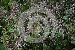 Flowers of a greater dodder, Cuscuta europaea, a parasitic plant from Europe