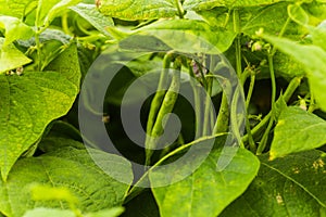 Flowers of green bean on a bush. French beans growing on the field. Plants of flowering string beans. snap beans slices. haricots