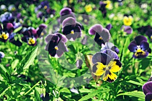 Flowers and green bushes in the park in spring. Nature backgroun