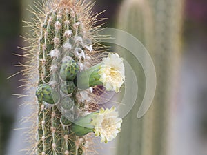 Flowers of green cactus stenocereus thurberi on thorny stem