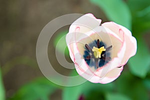 Flowers in the green garden background tulips