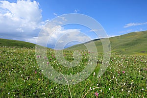 Flowers and green grass on summer mountains under blue sky landscape