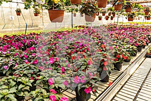 Flowers at the green house