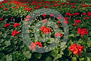 Flowers at the green house. Blooming red flowers. Houseplants in the orangery