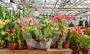 Flowers in green house. Floral bouquet shop. Blooming plants and multi color flowers inside a garden center