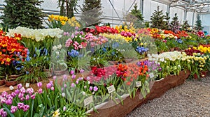 Flowers in green house. Floral bouquet shop. Blooming plants and multi color flowers inside a garden center