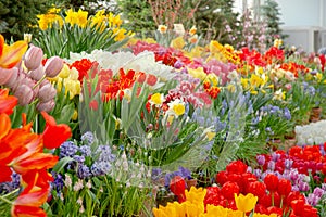 Flowers in green house. Floral bouquet shop. Blooming plants and multi color flowers inside a garden center